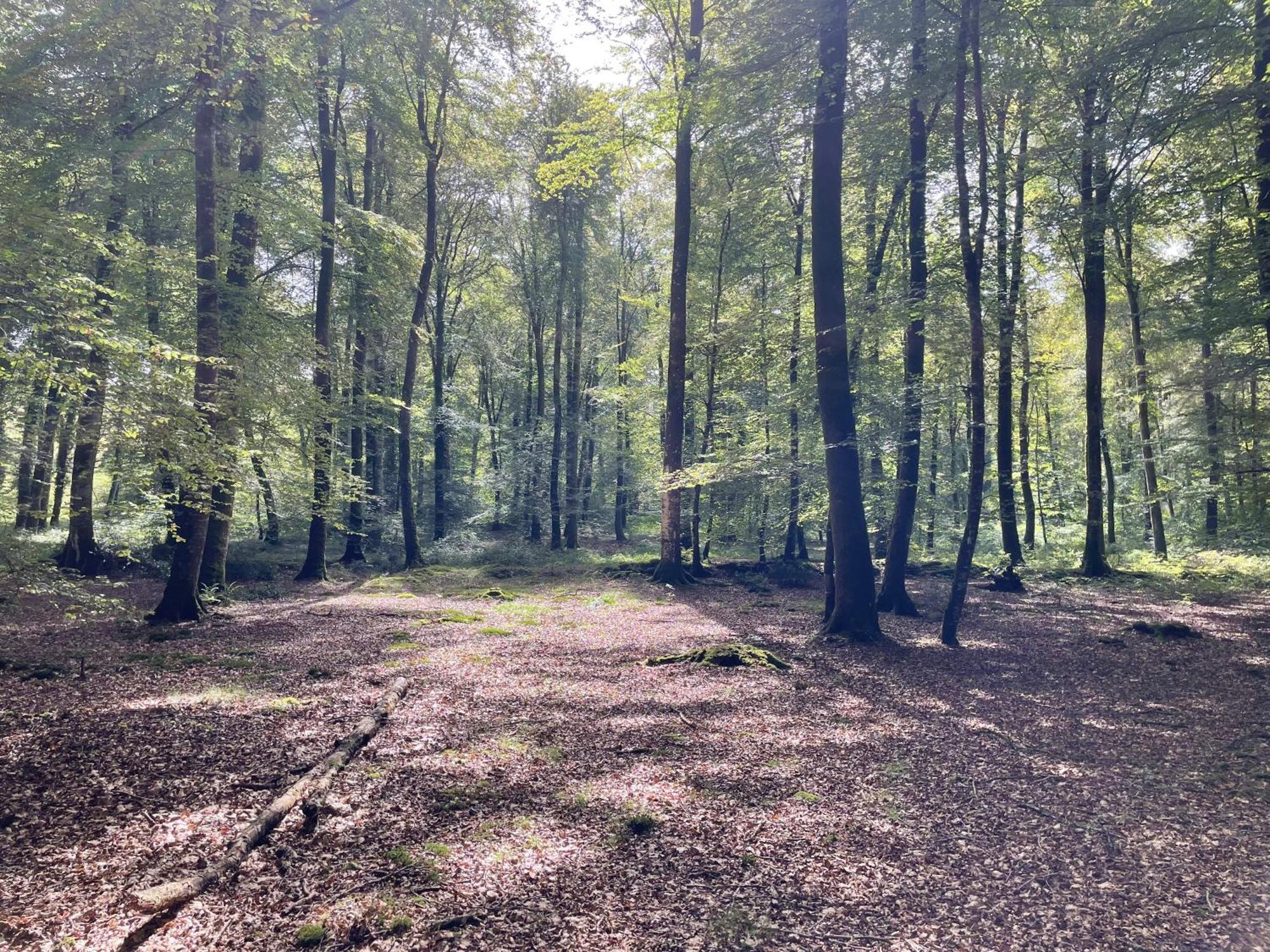 Les Maisons Des Halles Cerisy-la-Foret Buitenkant foto