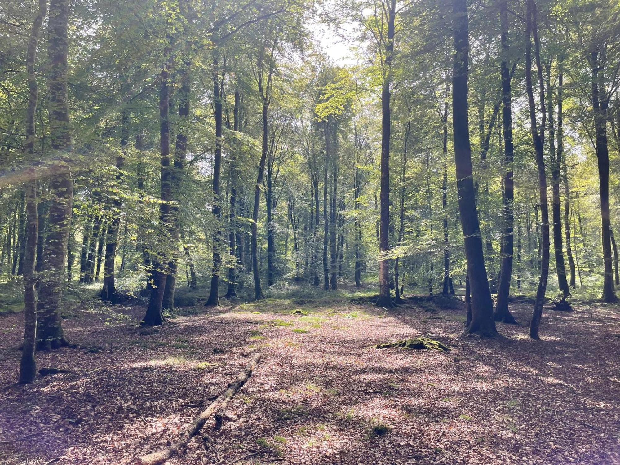 Les Maisons Des Halles Cerisy-la-Foret Buitenkant foto
